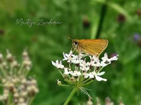 Dwergdikkopje [Thymelicus acteon]